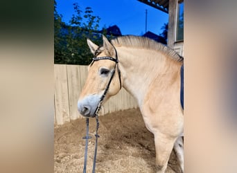 Fjord Horses Mix, Mare, 11 years, 14.3 hh, Dun