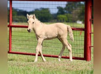 Fjord Horses, Mare, 11 years, 14 hh, Dun