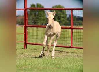 Fjordpferde, Stute, 11 Jahre, 14 hh, Falbe