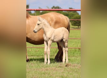 Fjord Horses, Mare, 11 years, 14 hh, Dun