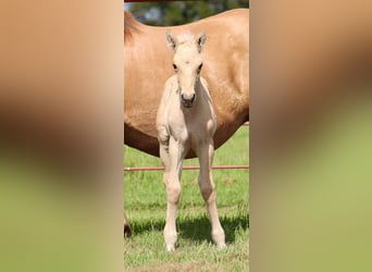 Fjord Horses, Mare, 11 years, 14 hh, Dun