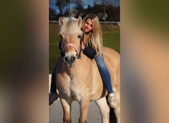 Fjord Horses, Mare, 11 years, 14,1 hh, Dun