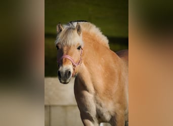 Fjord Horses, Mare, 11 years, 14,1 hh, Dun