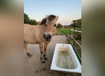 Fjord Horses, Mare, 12 years, 14,1 hh, Dun