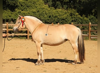 Fjord Horses, Mare, 12 years, 14.1 hh