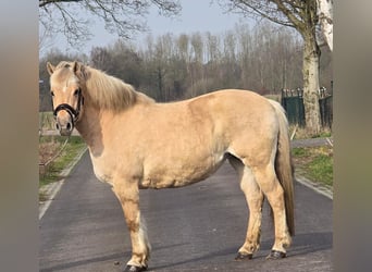 Fjord Horses, Mare, 12 years, 14,3 hh