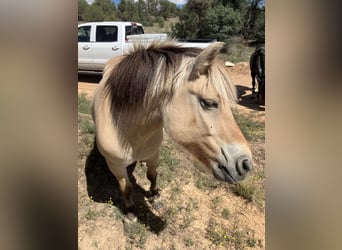 Fjord Horses, Mare, 13 years, 12 hh, Buckskin