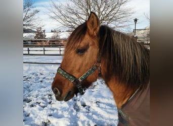 Fjord Horses, Mare, 13 years, 13.3 hh, Brown
