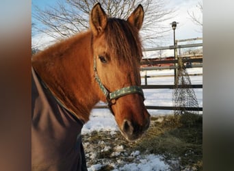 Fjord Horses, Mare, 13 years, 13.3 hh, Brown