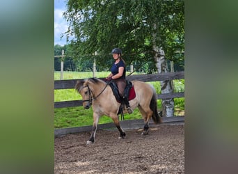 Fjord Horses, Mare, 13 years, 13,2 hh, Dun