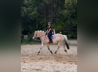 Fjord Horses, Mare, 13 years, 13,3 hh, Red Dun