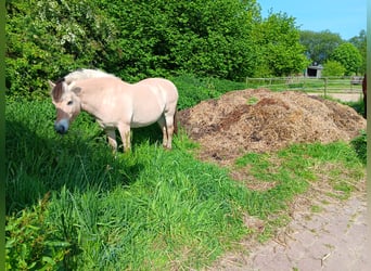 Fjord Horses, Mare, 13 years, 14.1 hh, Dun