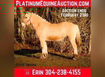 Fjord Horses, Mare, 13 years, 14.2 hh, Buckskin