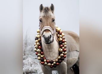 Fjord Horses, Mare, 13 years, 14.2 hh, Dun