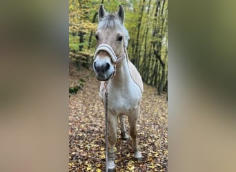 Fjord Horses, Mare, 13 years, 14.2 hh, Dun