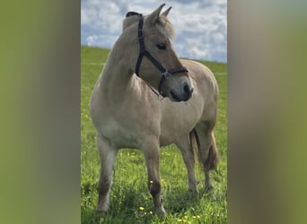 Fjord Horses, Mare, 13 years, 14.2 hh, Dun