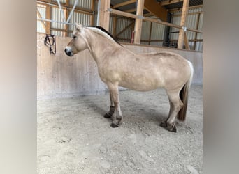 Fjord Horses, Mare, 13 years, 14.2 hh, Dun