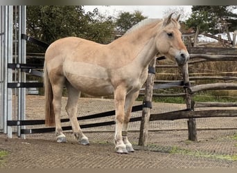 Fjord Horses, Mare, 13 years, 14.2 hh, Dun