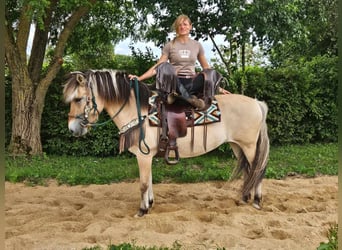 Fjordpferde, Stute, 13 Jahre, 14,2 hh, Falbe