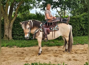 Fjordpferde, Stute, 13 Jahre, 14,2 hh, Falbe