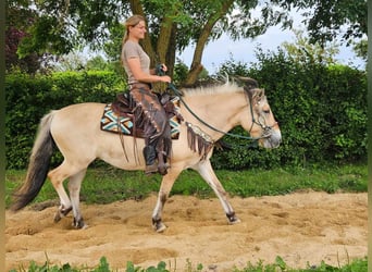 Fjordpferde, Stute, 13 Jahre, 14,2 hh, Falbe