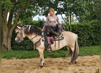 Fjordpferde, Stute, 13 Jahre, 14,2 hh, Falbe