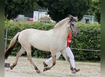 Fjord Horses, Mare, 13 years, 14,1 hh, Gray