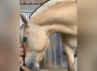 Fjord Horses, Mare, 14 years, 13.1 hh, Dun