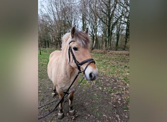 Fjord Horses Mix, Mare, 14 years, 13.2 hh, Dun