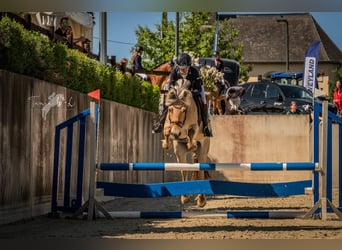 Fjordpferde, Stute, 14 Jahre, 13,3 hh