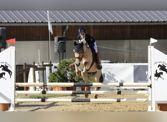 Fjordpferde, Stute, 14 Jahre, 13,3 hh