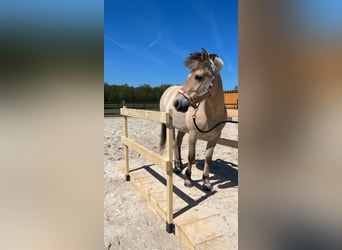 Fjord Horses, Mare, 14 years, 13,2 hh