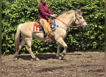 Fjord Horses, Mare, 14 years, 14.2 hh, Dun