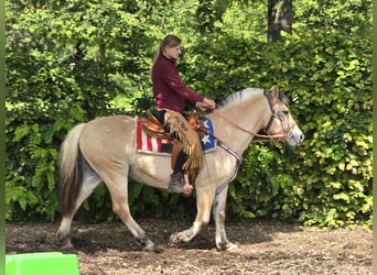 Fjord Horses, Mare, 14 years, 14.2 hh, Dun