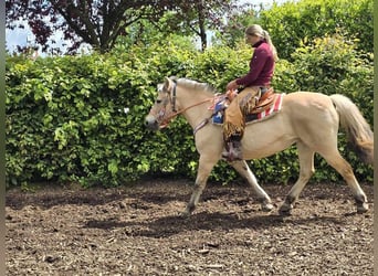 Fjordpferde, Stute, 14 Jahre, 14,2 hh, Falbe