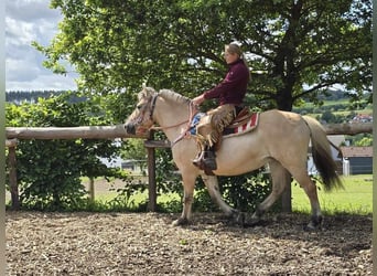 Fjordpferde, Stute, 14 Jahre, 14,2 hh, Falbe