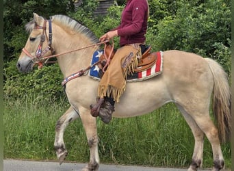 Fjordpferde, Stute, 14 Jahre, 14,2 hh, Falbe