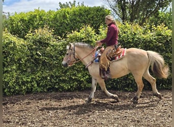 Fjordpferde, Stute, 14 Jahre, 14,2 hh, Falbe