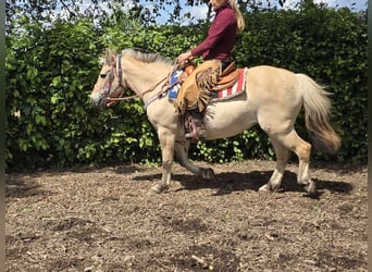 Fjordpferde, Stute, 14 Jahre, 14,2 hh, Falbe