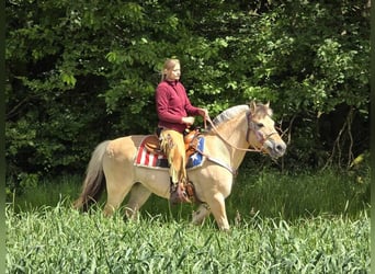 Fjordpferde, Stute, 14 Jahre, 14,2 hh, Falbe