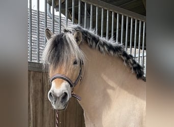 Fjord Horses, Mare, 14 years, 14 hh, Dun