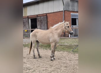 Fjord Horses, Mare, 15 years, 14.2 hh, Dun
