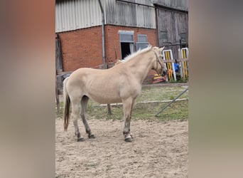 Fjord Horses, Mare, 15 years, 14.2 hh, Dun