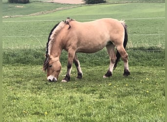 Fjord Horses, Mare, 15 years, 15.1 hh, Dun