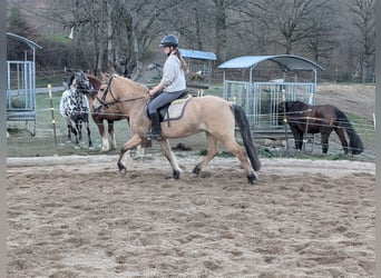 Fjord Horses, Mare, 16 years, 14.1 hh, Dun