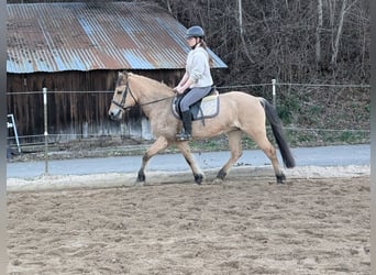 Fjord Horses, Mare, 16 years, 14.1 hh, Dun