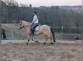 Fjord Horses, Mare, 16 years, 14.1 hh, Dun