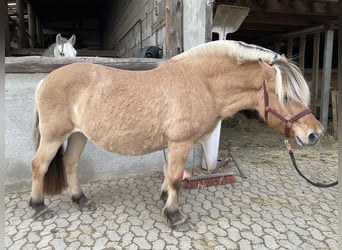 Fjord Horses, Mare, 16 years, 14 hh, Dun