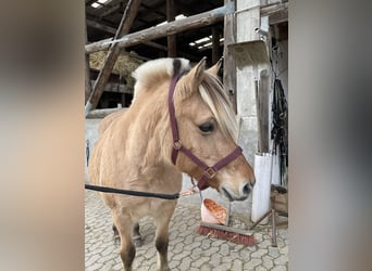 Fjord Horses, Mare, 16 years, 14 hh, Dun