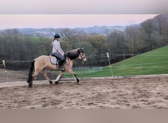 Fjord Horses, Mare, 16 years, 14,1 hh, Dun